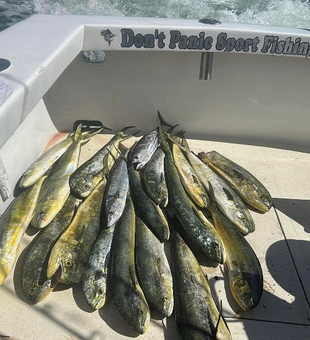 Pompano Beach: Your Mahi Mahi fishing escape!